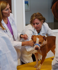 Picture of instructor Nancy Sheffield with students working on their CMC Animal Shelter Management Certificate.